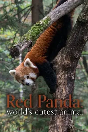 red-panda-world-s-cutest-animal-2017